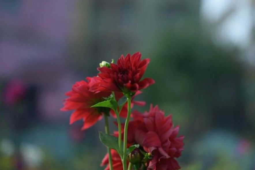 Congratulations bouquet